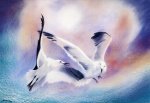 Postcard: JdK7.111 Seagulls